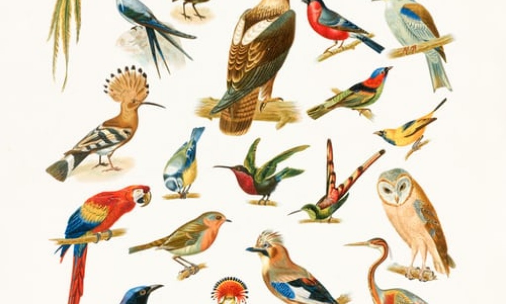 Why we need birds as a vital part of life?