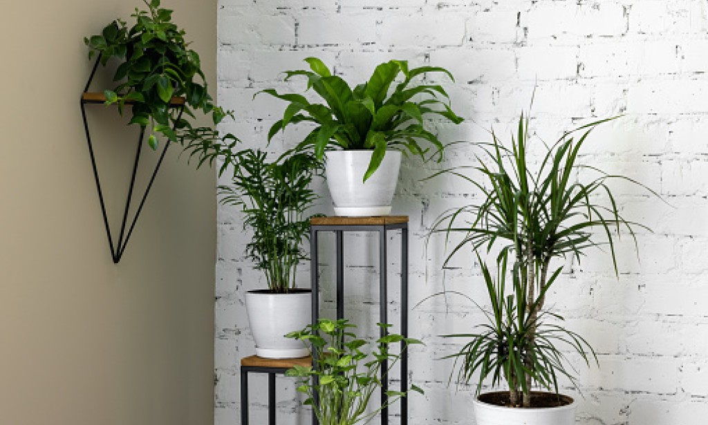 5 air-purifying plants that you can grow at home