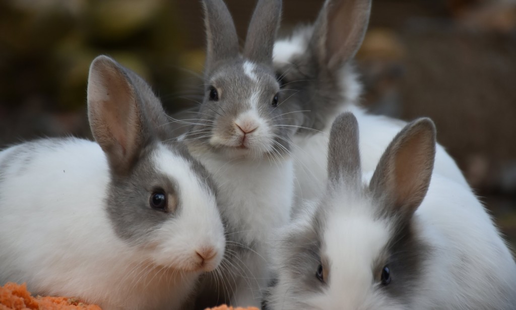 Exploring the Fascinating World of Rabbits: Beyond Fluffy Tails and Burrows