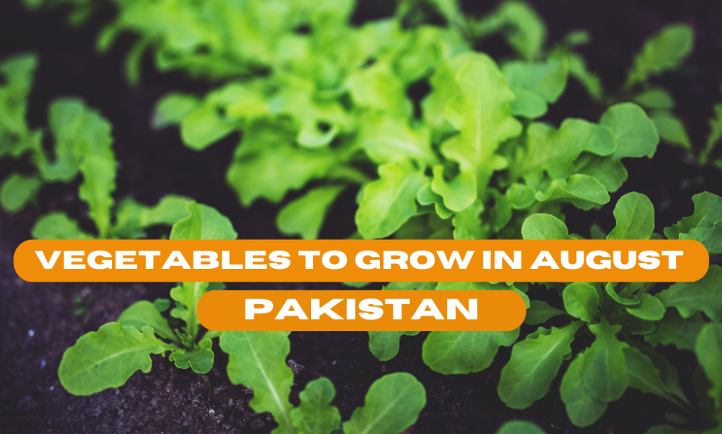 The Top 14 Vegetables to Grow in August Pakistan |2023|