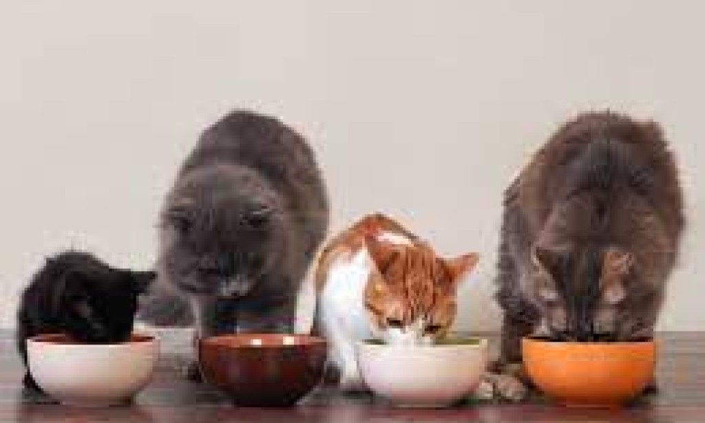 Feline Feasts: Nourishing Your Cat's Health and Happiness