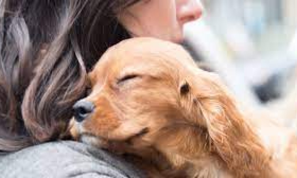 Finding Forever Homes: A Comprehensive Guide to Pet Adoption