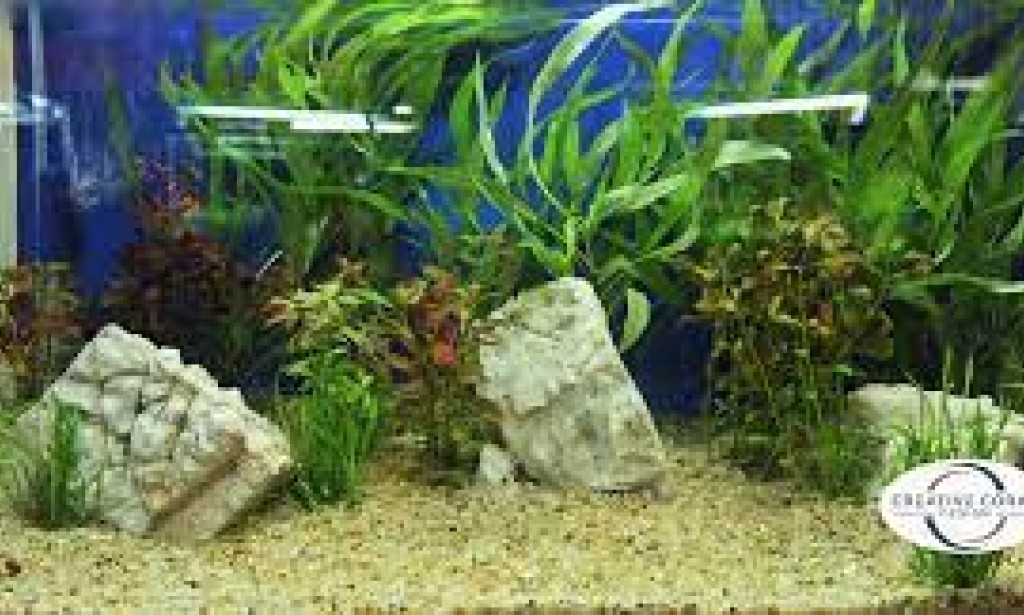 Aquatic Oasis: Exploring Essential Accessories for Aquarium Enthusiasts