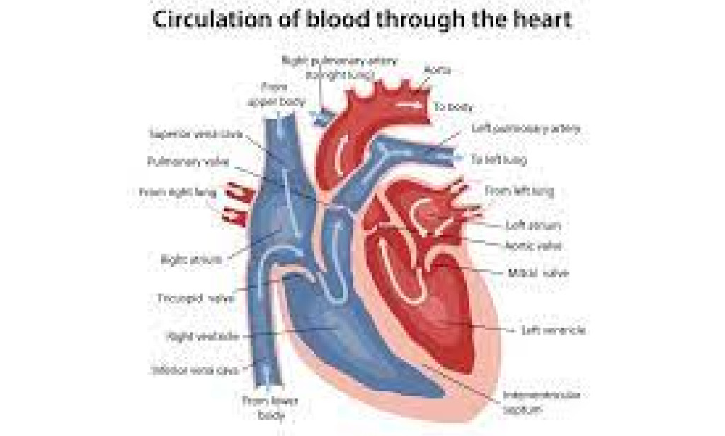 Feeding Your Arteries :The Way into a Heart-Sound Eating regimen