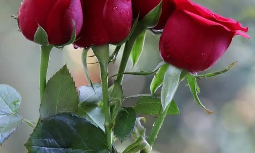 Mastering the Art of Video Editing: A Comprehensive Guide for Beginners and Professionals.