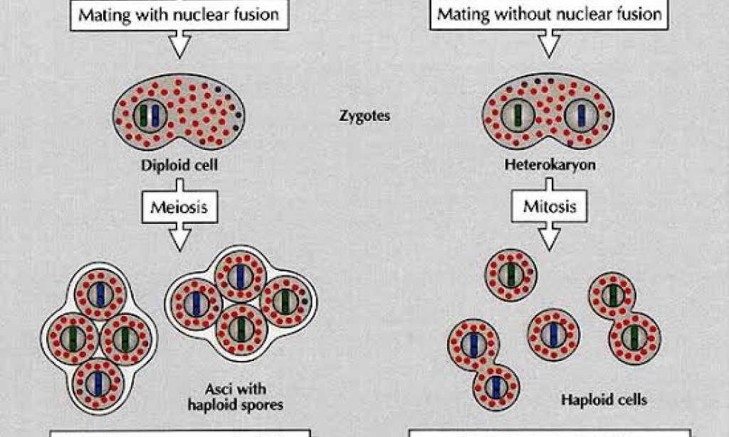 Unraveling the Mysteries of Cytoplasmic Inheritance: Beyond the Nucleus
