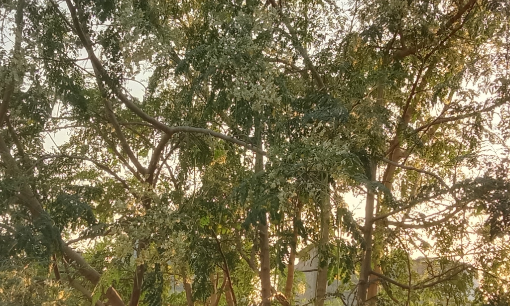 Moringa, also known as the drumstick tree, is a plant gaining more and more attention due to its potential health benefits. While some of these benefits are backed by research, others requir