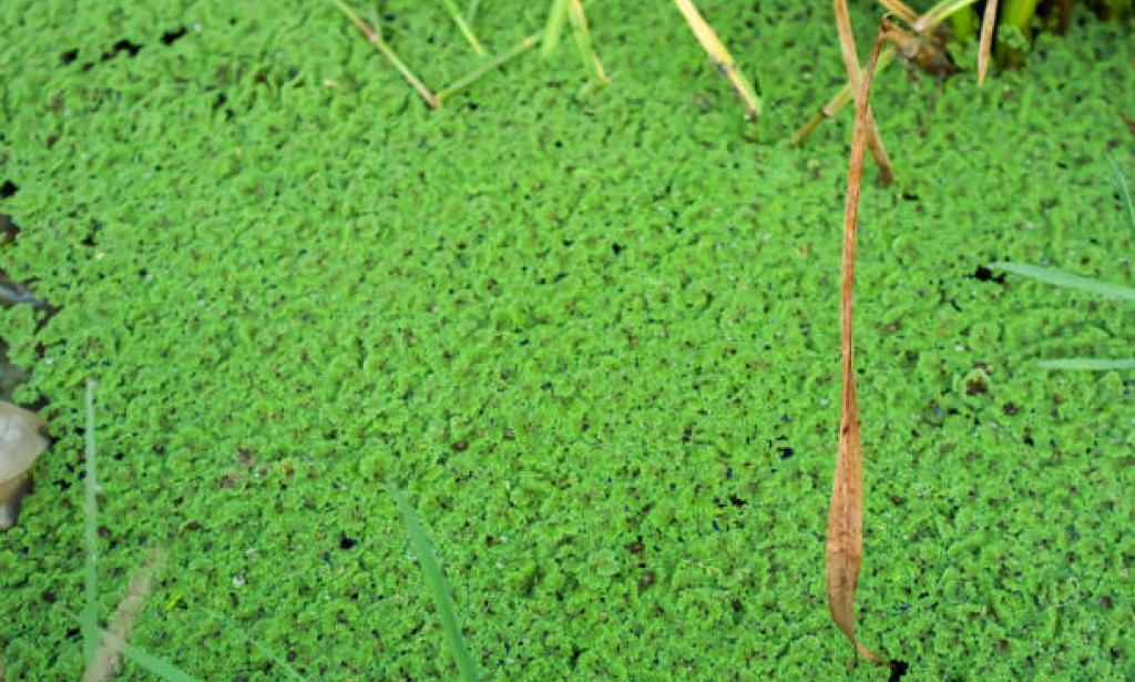 Bioremediation: Outfitting Microorganisms for Natural Clean-up in Biotechnology