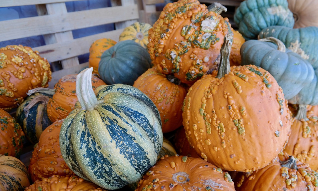 Changing Horticulture: The Job of Biotechnology in Maintainable Harvest Creation