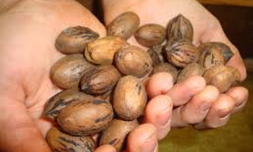 : The Dietary Force to be reckoned with: Investigating Pecan Advantages for Mind, Heart, Bone, Weight, and Skin