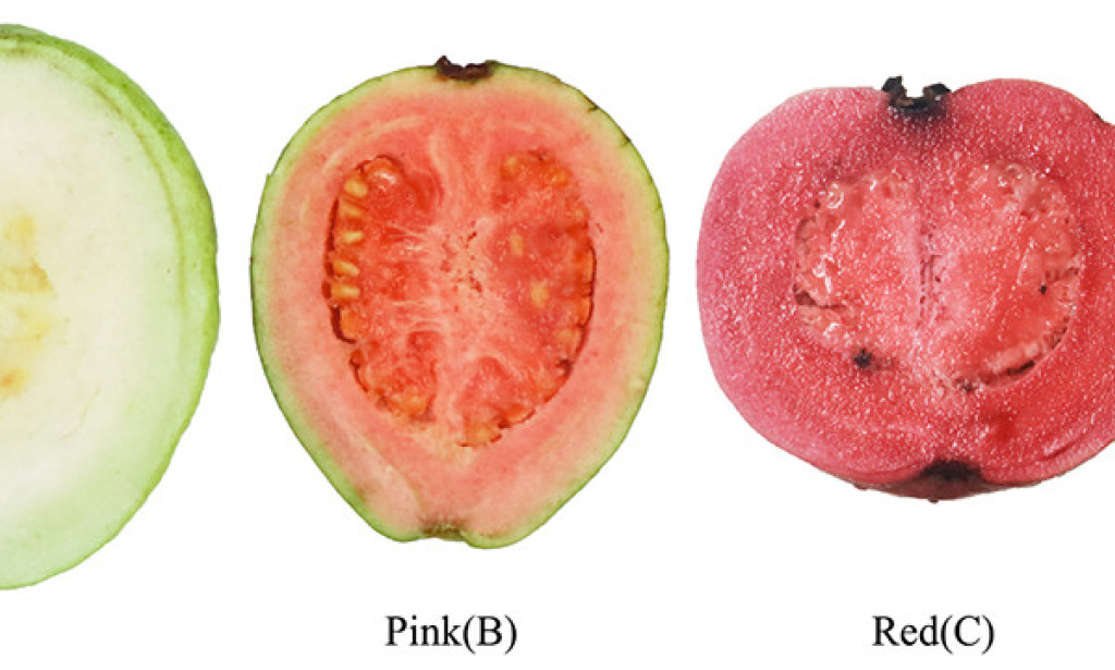 Opening the Force of Guava: 10 Medical advantages of this Tropical Miracle