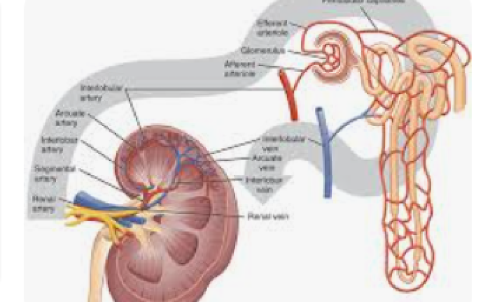 Pee Pee is a trademark cycle, it is a structure by which we discard our waste.