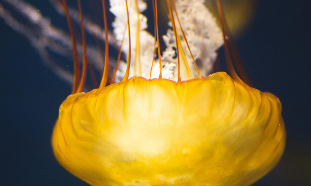 Unveiling the Mysteries of Nature's Hunters: Understanding Their Role in Ecosystem Dynamics Science: