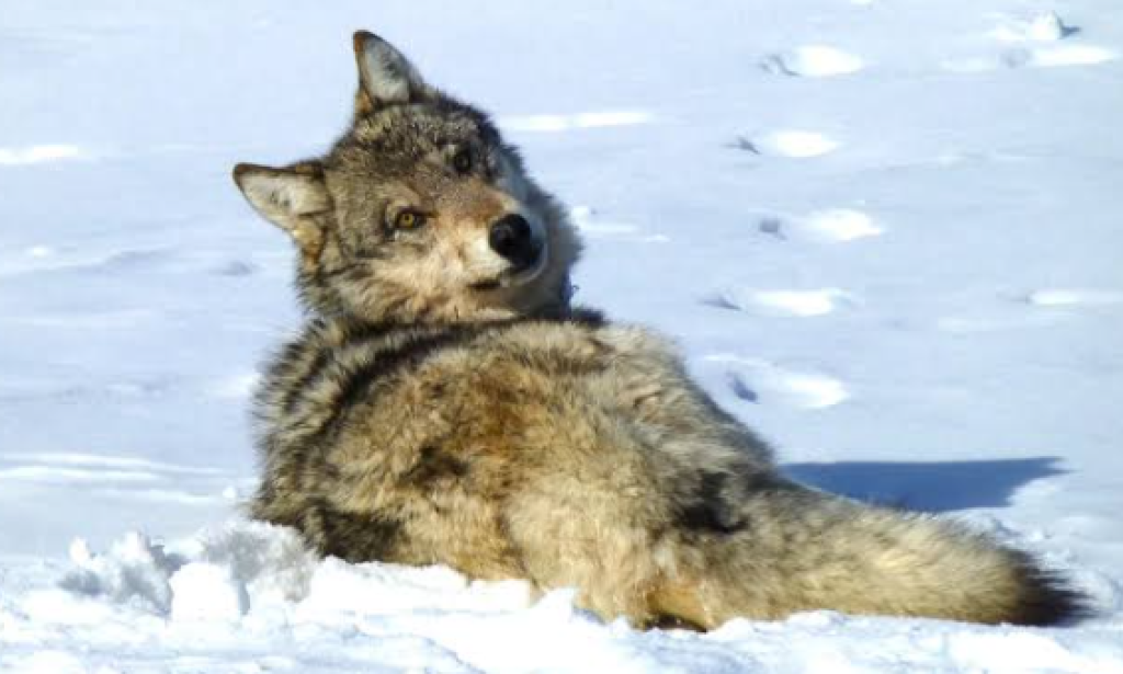A wolf does not compromise its freedom. Interesting information about the wolf