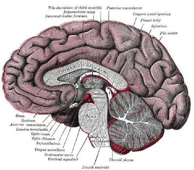 Disorders of brain