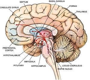 Disorders of brain