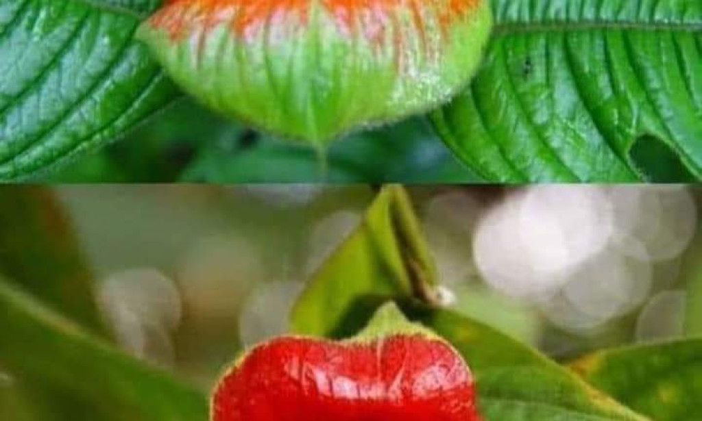 The name of this strange flower is Palicourea elata      It is found in Colombia