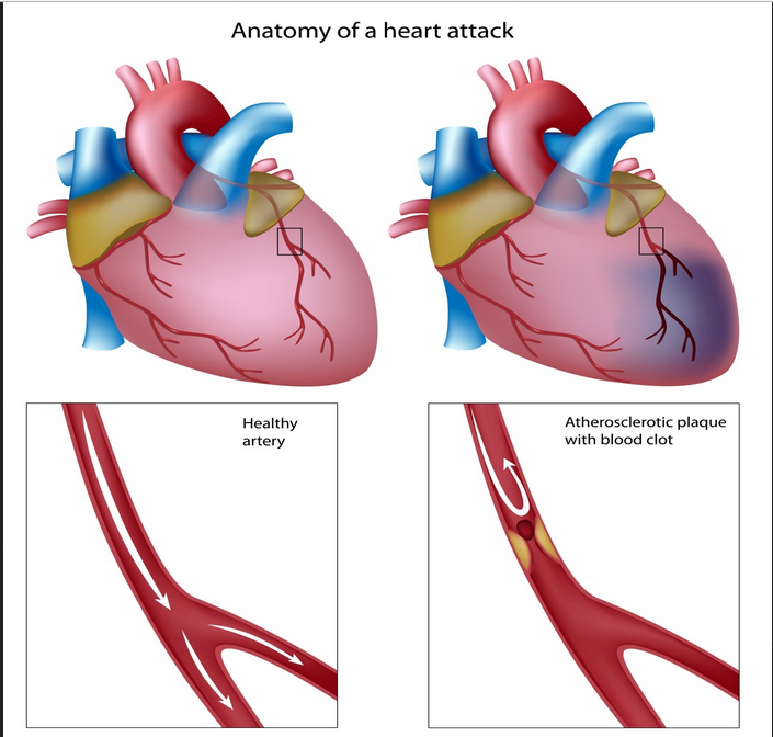 What are the functions of heart ?