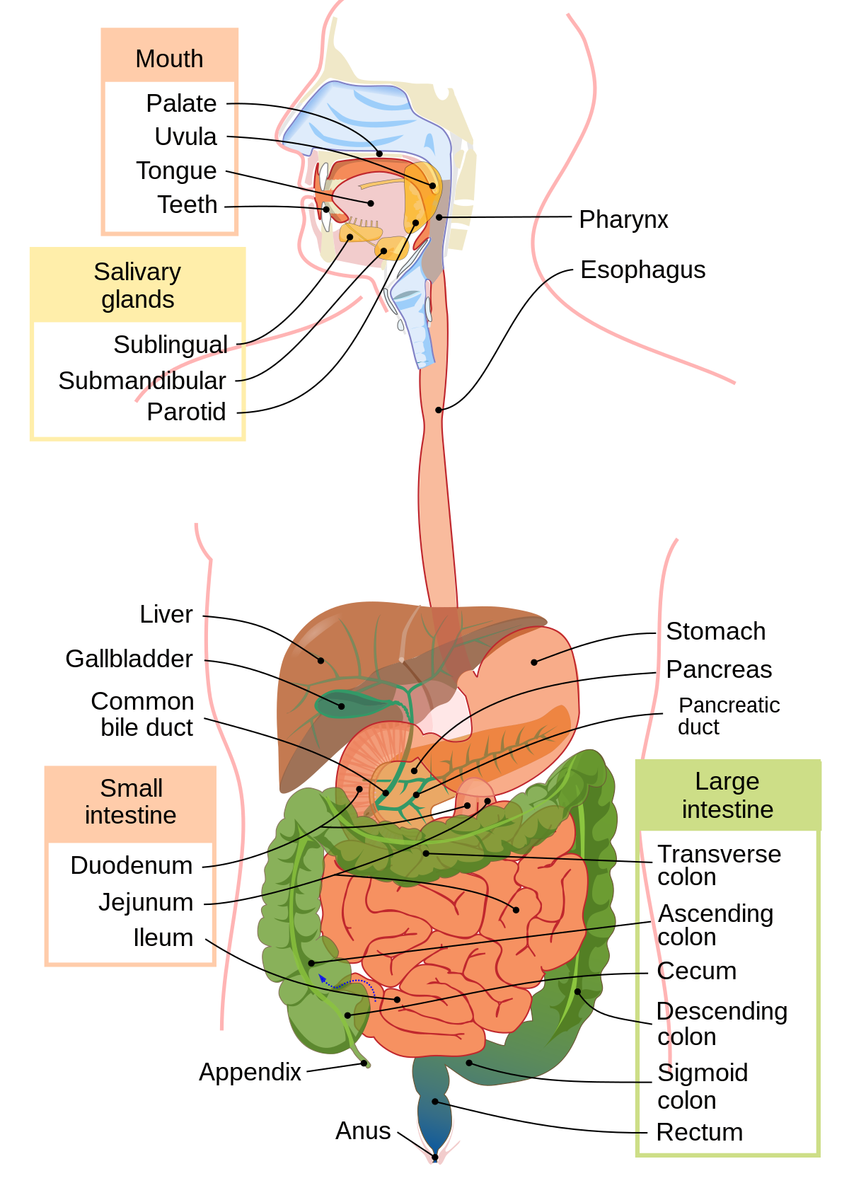 What is digestive system?
