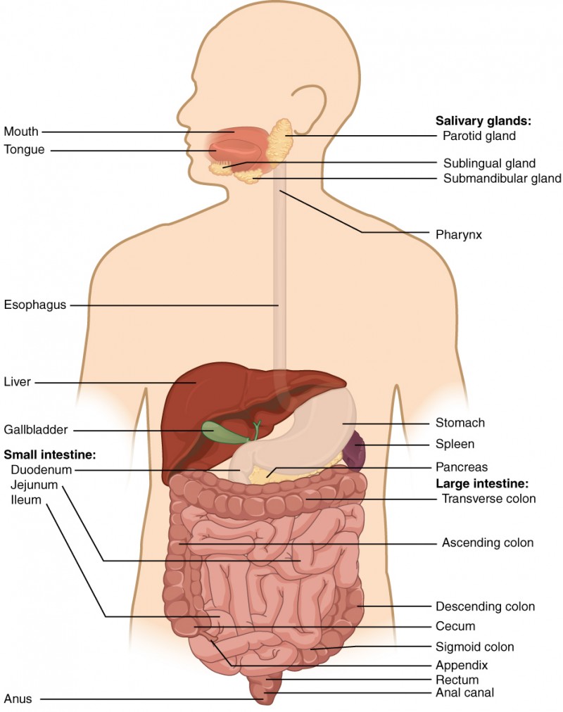 What is digestive system?
