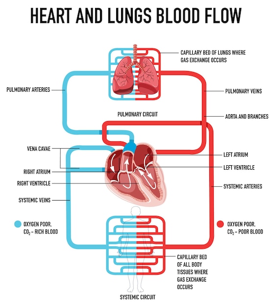 What is blood circulation?