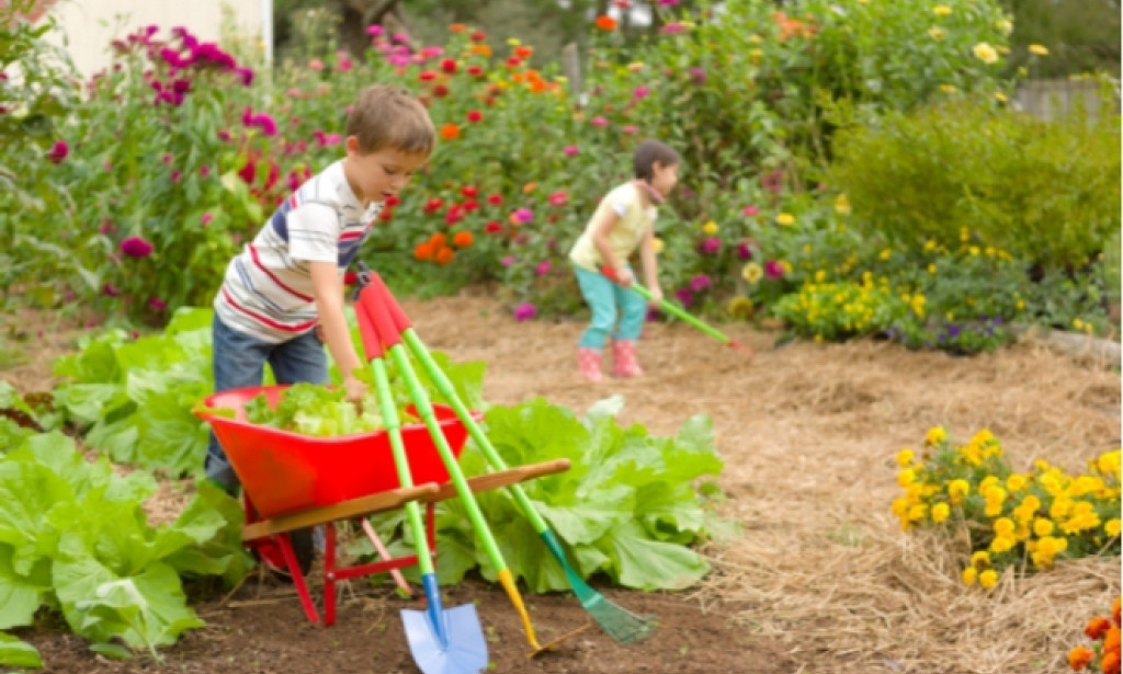 Cultivating Tranquility: The Art and Science of Gardening,hobby of gardening