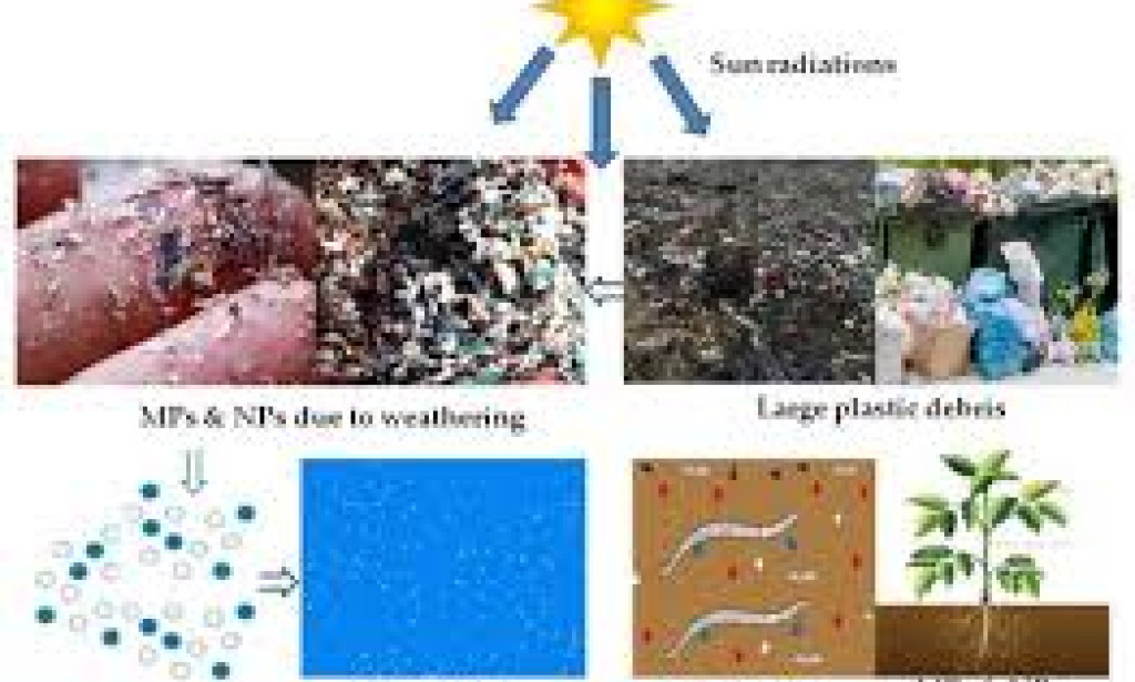 Investigating the Sweet and Flexible Universe of Sugarcane: A Fundamental Organic product in Our Regular routines