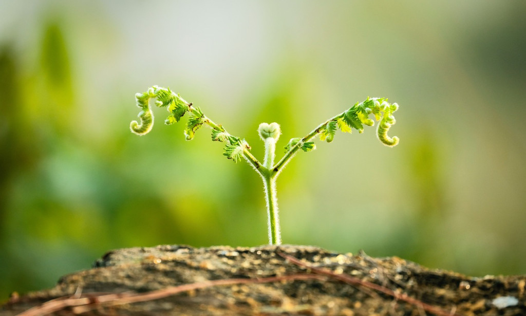 Earth and Nature: Key to Supportable Living, Environmental safeguard