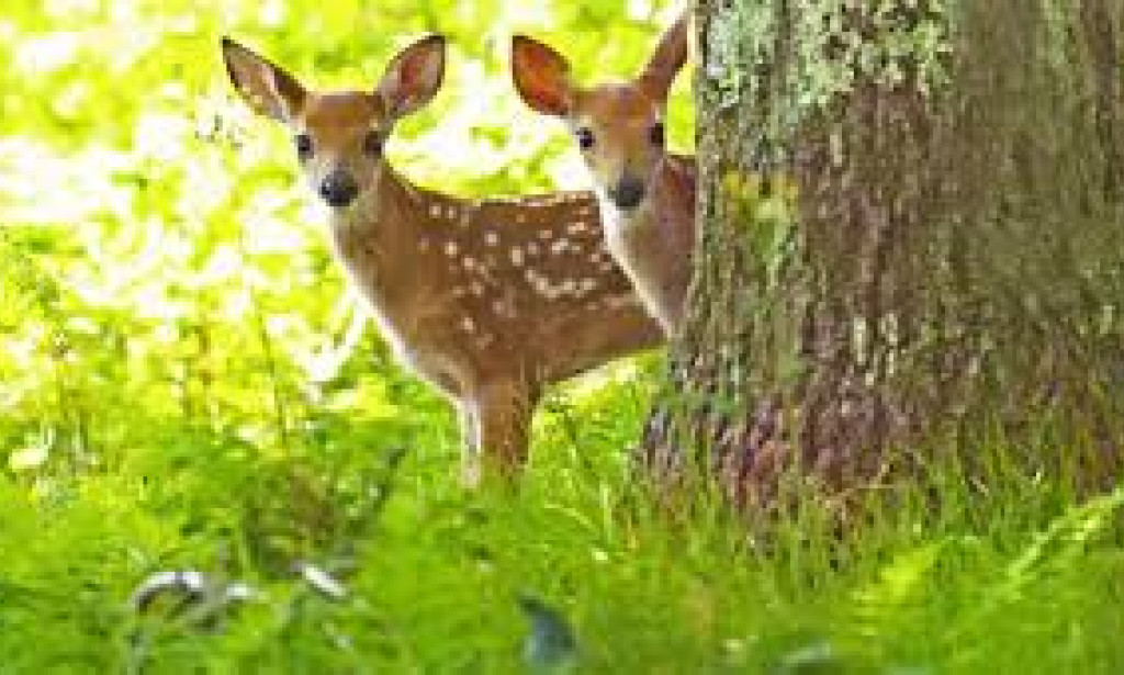 ہرنی اور چیتا: جنگل میں عقل اور بقا کی کہانی