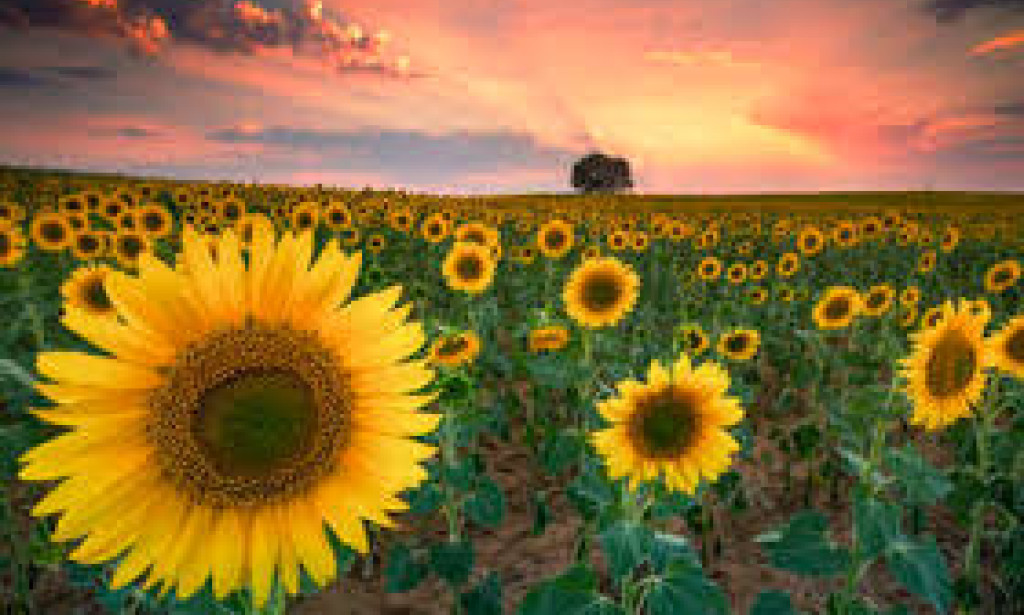 Golden Horizons: Experience the golden luxury of Spain's sunflower meadows
