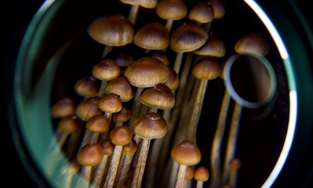 Psychedelics May 'Rewire' Brain to Improve Depression Treatment