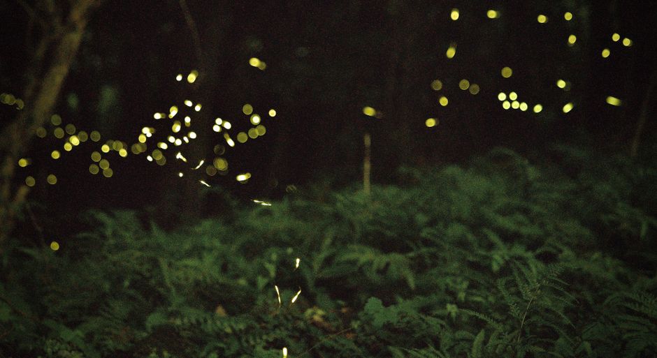 Mesmerizing fireflies illuminating a lush forest scene at night, capturing nature's magic.
