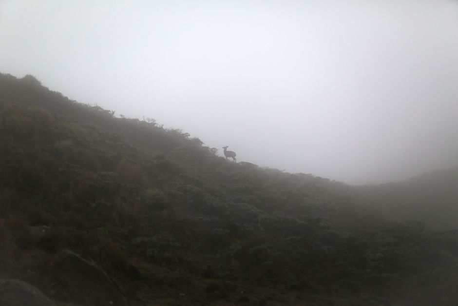 A serene misty mountain scene with a deer silhouette against the foggy backdrop.