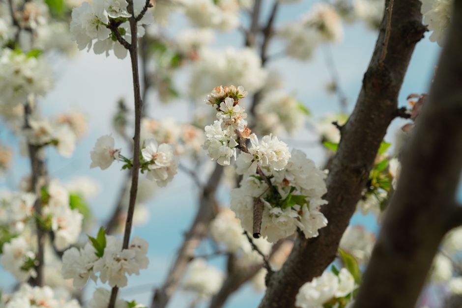 Close-up of cherry blossoms on tree branches against a clear sky, symbolizing spring.