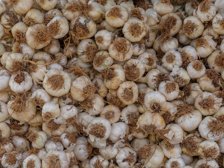 An abundance of freshly harvested organic garlic bulbs with roots, perfect for culinary use.
