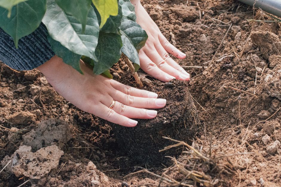 Close-up of hands planting a sapling in soil, outdoors in natural light.