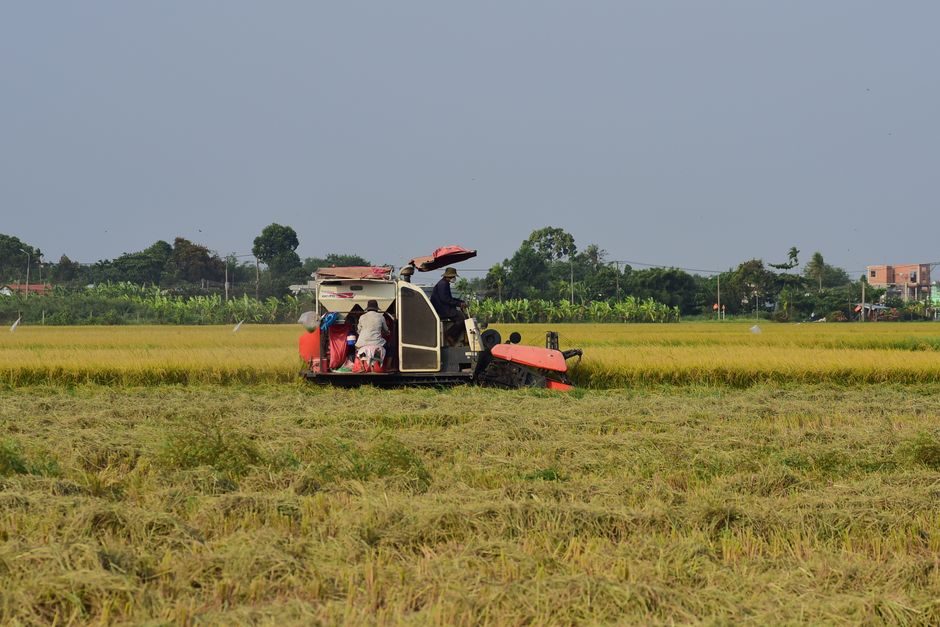 Farmers using machinery to harvest ripe rice in an expansive field under clear skies.