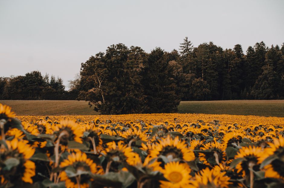 A stunning sunflower field under a clear sky with a forest in the background, capturing the beauty of nature.
