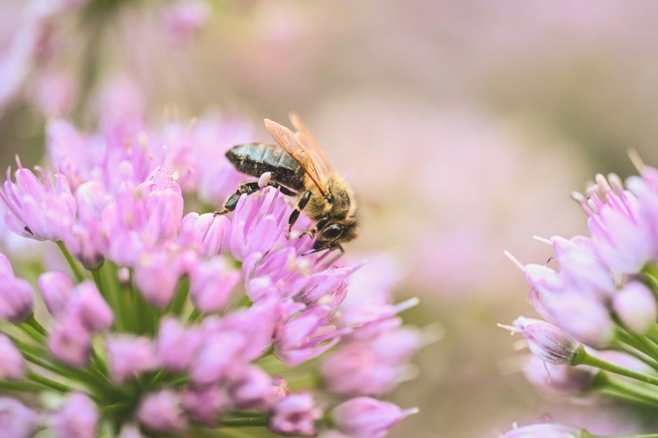 Close-up of a honeybee gathering nectar from vibrant purple blooms in a natural setting.