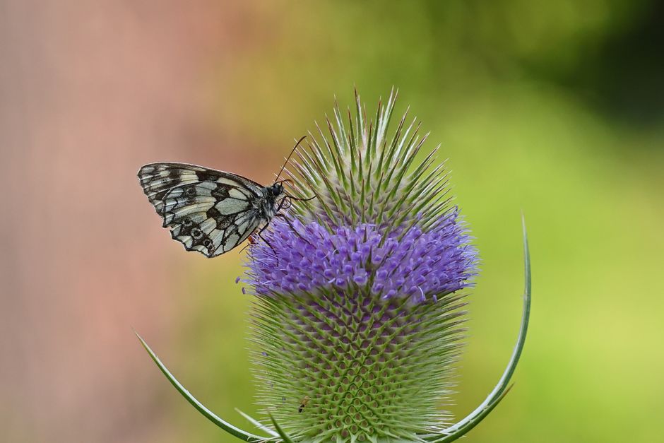 Close-up of a butterfly perched on a blooming teasel flower in a summer meadow.