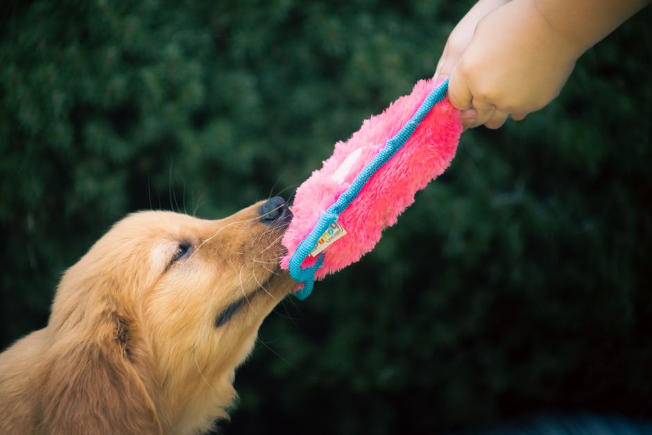Cute golden retriever puppy playing tug-of-war with bright pink toy outdoors.