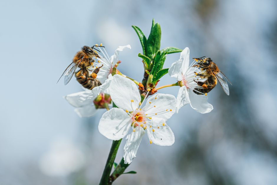 Close-up of two honey bees collecting nectar from white blossoms in spring.