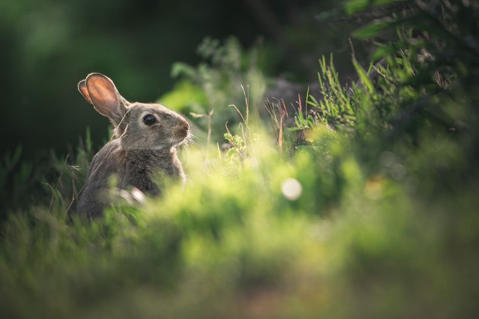 Close-up of a rabbit in a Berlin meadow, capturing the beauty of nature in soft sunlight.