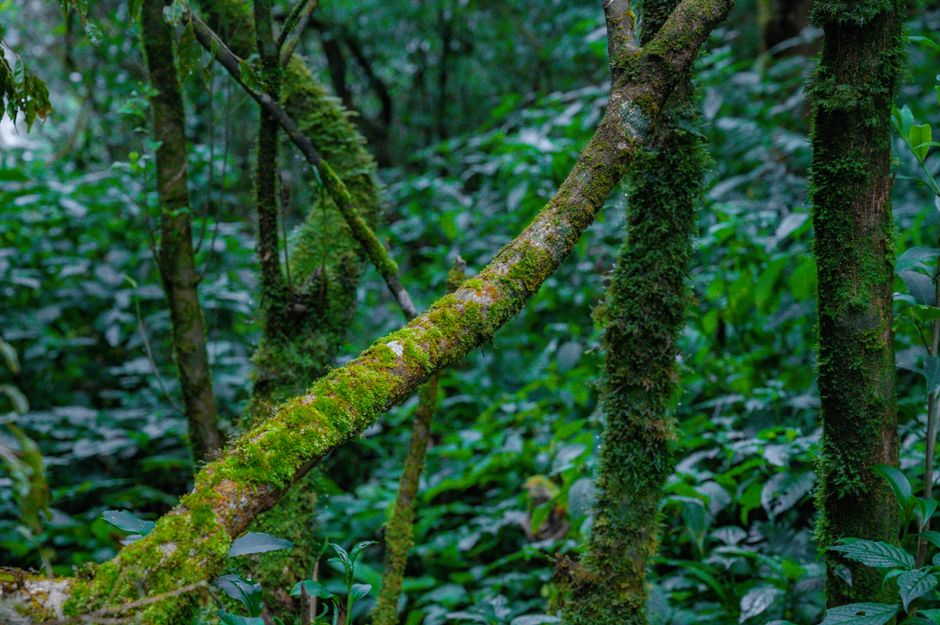 Close-up of a moss-covered tree in a vibrant green forest, capturing the essence of nature.