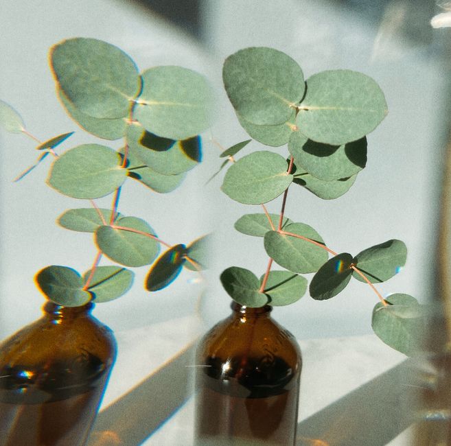 Close-up shot of eucalyptus branches in brown bottles with artistic blur and soft lighting.