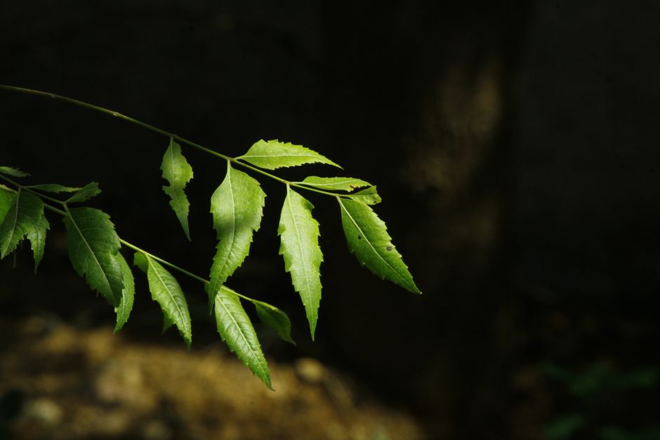 Macro shot of vibrant green leaves with sunlight highlighting against a dark background.