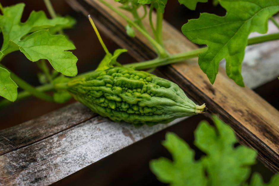 Detailed close-up of bitter melon on vine, showcasing its texture and vibrant green color.