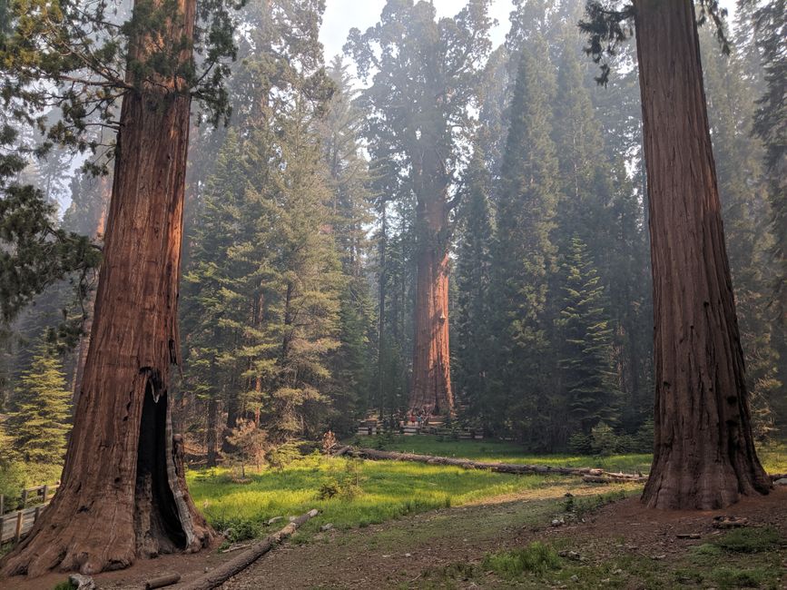 Tall sequoia trees in lush greenery at Sequoia National Park, California, USA.