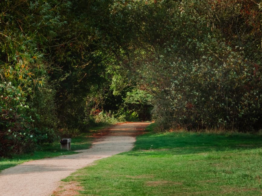 A tranquil pathway through a lush green park surrounded by trees, perfect for a peaceful nature walk.