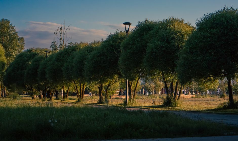 A row of trees in a Moscow park illuminated by early evening sunlight, creating a tranquil atmosphere.